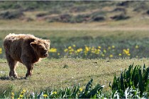 D850 Texel 18-05-26 02036   Photos ACG 2018