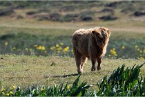 D850 Texel 18-05-26 02038   Photos ACG 2018