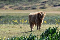 D850 Texel 18-05-26 02043   Photos ACG 2018