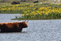 D850 Texel 18-05-26 02048   Photos ACG 2018
