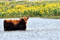 D850 Texel 18-05-26 02050   Photos ACG 2018