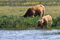 D850 Texel 18-05-26 02056   Photos ACG 2018