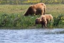 D850 Texel 18-05-26 02057   Photos ACG 2018
