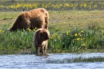 D850 Texel 18-05-26 02060   Photos ACG 2018