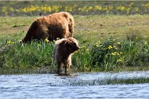 D850 Texel 18-05-26 02061   Photos ACG 2018