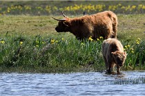 D850 Texel 18-05-26 02064   Photos ACG 2018