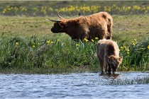 D850 Texel 18-05-26 02066   Photos ACG 2018