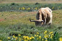D850 Texel 18-05-26 02070   Photos ACG 2018