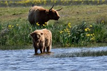 D850 Texel 18-05-26 02072   Photos ACG 2018