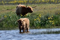 D850 Texel 18-05-26 02073   Photos ACG 2018