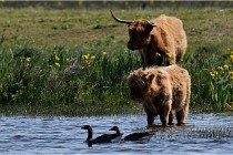 D850 Texel 18-05-26 02074   Photos ACG 2018