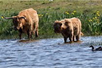 D850 Texel 18-05-26 02078   Photos ACG 2018
