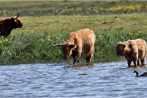 D850 Texel 18-05-26 02079   Photos ACG 2018