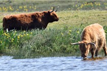 D850 Texel 18-05-26 02080   Photos ACG 2018