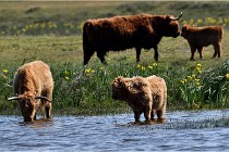 D850 Texel 18-05-26 02081   Photos ACG 2018