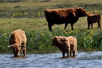 D850 Texel 18-05-26 02083   Photos ACG 2018