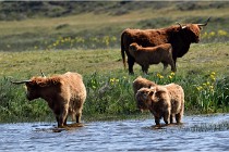 D850 Texel 18-05-26 02085   Photos ACG 2018
