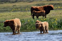 D850 Texel 18-05-26 02086   Photos ACG 2018
