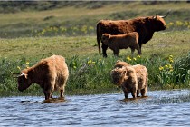D850 Texel 18-05-26 02087   Photos ACG 2018