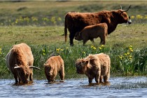 D850 Texel 18-05-26 02088   Photos ACG 2018