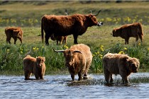 D850 Texel 18-05-26 02095   Photos ACG 2018