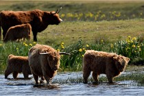D850 Texel 18-05-26 02097   Photos ACG 2018