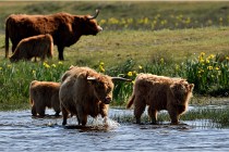 D850 Texel 18-05-26 02098   Photos ACG 2018