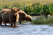 D850 Texel 18-05-26 02099   Photos ACG 2018