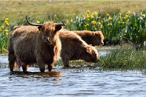 D850 Texel 18-05-26 02101   Photos ACG 2018