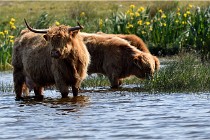 D850 Texel 18-05-26 02102   Photos ACG 2018