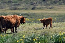 D850 Texel 18-05-26 02106   Photos ACG 2018