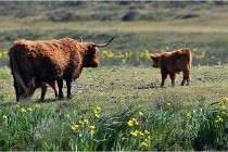 D850 Texel 18-05-26 02108   Photos ACG 2018