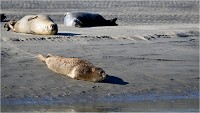 2018-08-02 Phoques Berck
