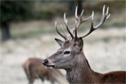 2018-10-01  05  Richmond Park Cerfs