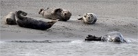 D5 Berck Phoques 18-11-30 137   Photos ACG 2018