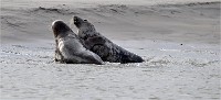 D5 Berck Phoques 18-11-30 167   Photos ACG 2018