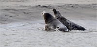 D5 Berck Phoques 18-11-30 168   Photos ACG 2018