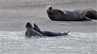 D5 Berck Phoques 18-11-30 209   Photos ACG 2018