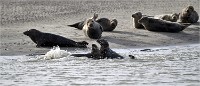 D5 Berck Phoques 18-11-30 361   Photos ACG 2018