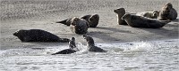 D5 Berck Phoques 18-11-30 363   Photos ACG 2018