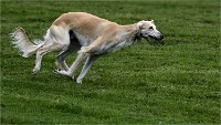 Levriers 19-04-27 063   Photos ACG 2019