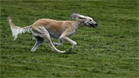 Levriers 19-04-27 071   Photos ACG 2019