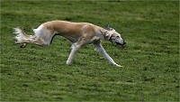 Levriers 19-04-27 073   Photos ACG 2019