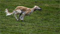 Levriers 19-04-27 074   Photos ACG 2019