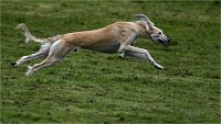 Levriers 19-04-27 076   Photos ACG 2019