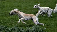 Levriers 19-04-27 083   Photos ACG 2019