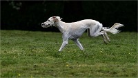 Levriers 19-04-27 101   Photos ACG 2019