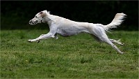 Levriers 19-04-27 108   Photos ACG 2019