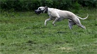Levriers 19-04-27 126   Photos ACG 2019
