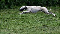 Levriers 19-04-27 127   Photos ACG 2019